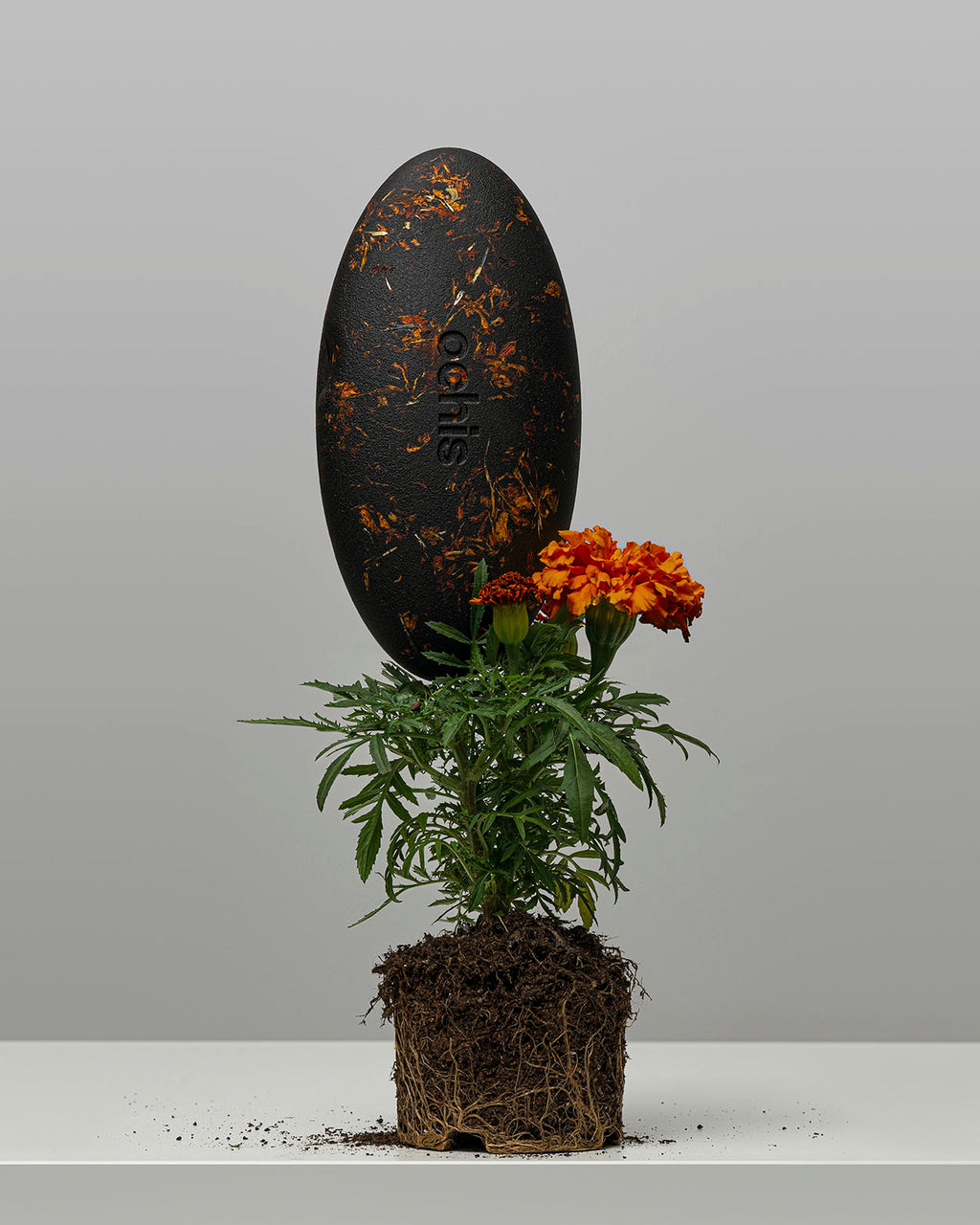Unique marigold-accented case standing upright next to a marigold plant, symbolizing its eco-conscious design