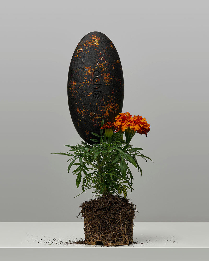 Open eco-friendly case made from coffee-based materials, adorned with vibrant marigold petals for a natural and artistic touch